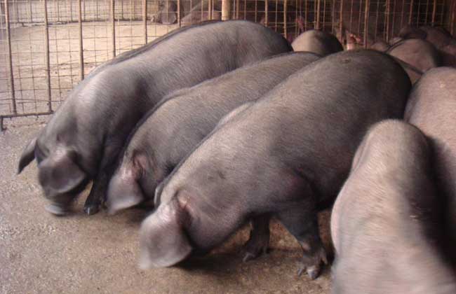 黑猪养殖技术(7)