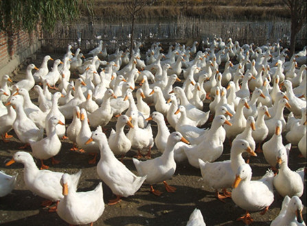 秋季肉鸭养殖管理要点