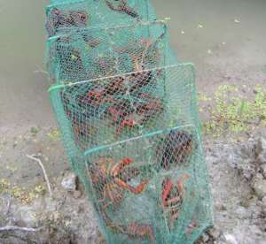 小龙虾与鱼种混养模式_养殖方法