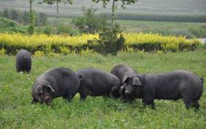 有机黑猪的养殖技术_养殖方法