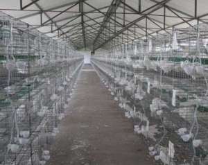 肉鸽的冬春季养殖要点_养殖方法