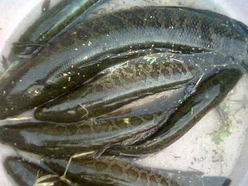 黑鱼成鱼养殖