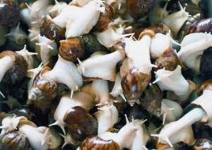 白玉蜗牛养殖示范基地带动周边农户致富_养殖方法
