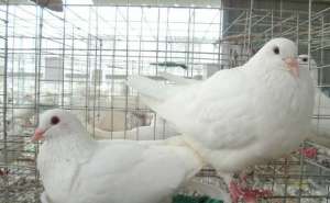 食盐在鸽子养殖中的妙用_养殖方法