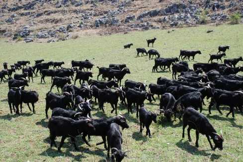 黑山羊养殖技术带动农民群众增收