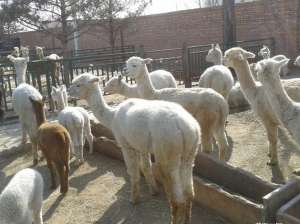 羊驼养殖，羊驼人工授精的技术_养殖方法