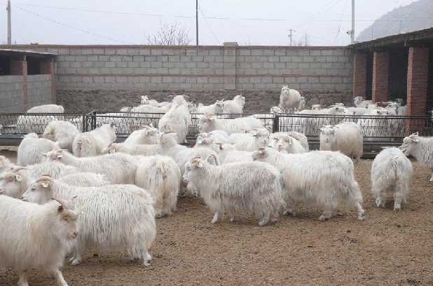 肉羊养殖中的几个关键期的管理技术