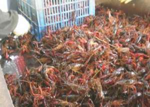 小龙虾对人工配合饲料的需求_养殖方法