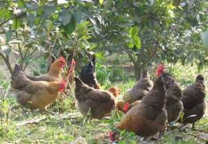 果园散养柴鸡的防疫管理_养殖方法