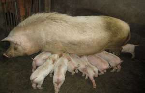 产后母猪乳汁分泌不够怎么办_养殖方法