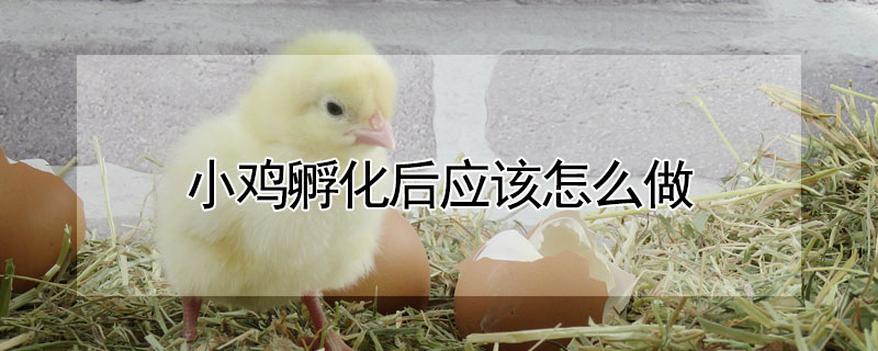 小鸡孵化后应该怎么做