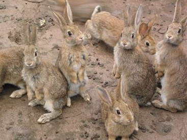 野兔养殖场的环境条件