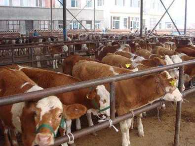 凤冈：力争在三年内建成全省肉牛养殖大县