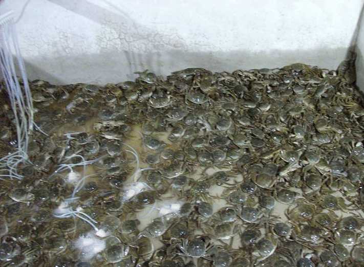 河蟹病害期管理