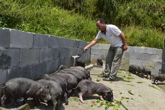 香猪的饲养管理原则