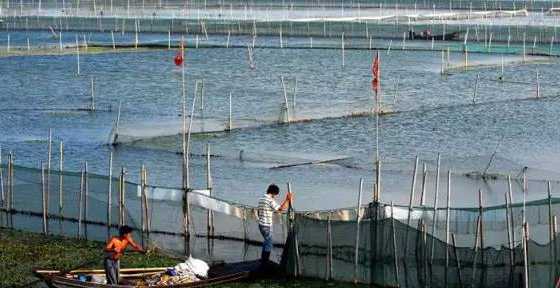 河蟹围拦网养殖捕捞方法