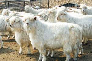 白旗镇肉羊养殖前景看好_养殖方法