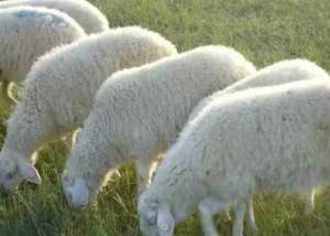 如何防止肉羊掉膘_养殖方法
