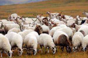 提高小尾寒羊产羔成活率的措施_养殖方法