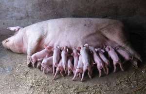 母猪怎么做好护理和保健_养殖方法