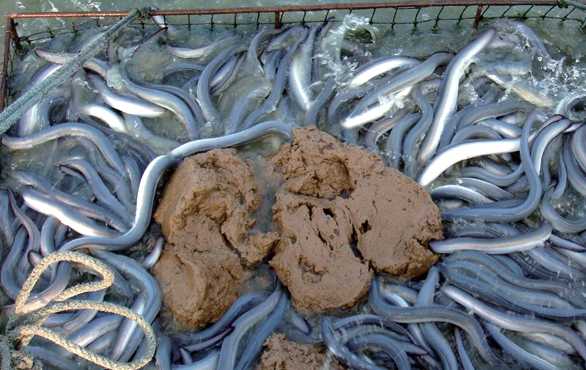 鳗鱼的温止水式养殖
