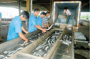 盐巴在鳗鱼养殖过程中的应用_养殖方法