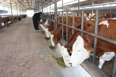 崆峒区肉牛饲养量突破40万头