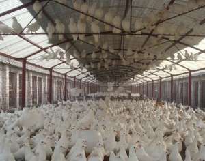 肉鸽养殖的“拼孵三蛋”技术_养殖方法