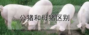 公猪和母猪区别_养殖方法