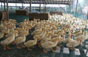 肉鸭网上养殖要注意的问题有哪些_养殖方法