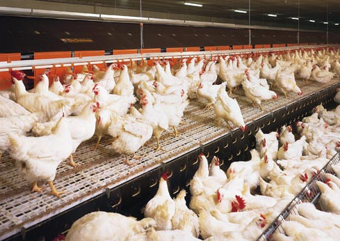 肉鸡生产中的几个问题