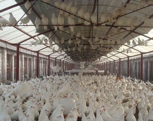肉鸽养殖的“拼孵三蛋”技术