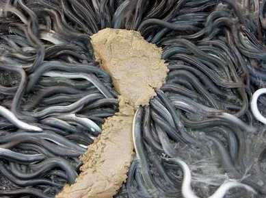 鳗鱼的露天止水式养殖