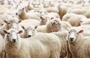 影响肉羊养殖效益的因素_养殖方法