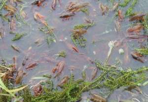 小龙虾养殖池追施有机肥需谨慎_养殖方法