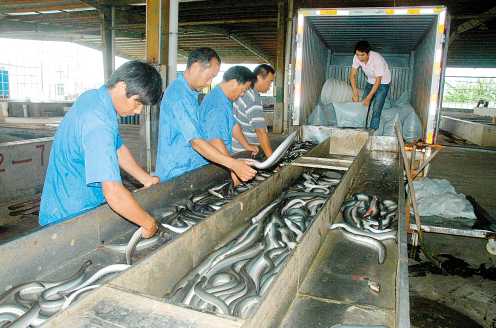 盐巴在鳗鱼养殖过程中的应用