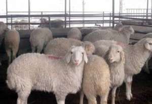如何进行肉羊养殖管理？_养殖方法