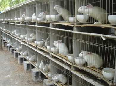 新疆和硕县村官带领群众一起养殖肉兔