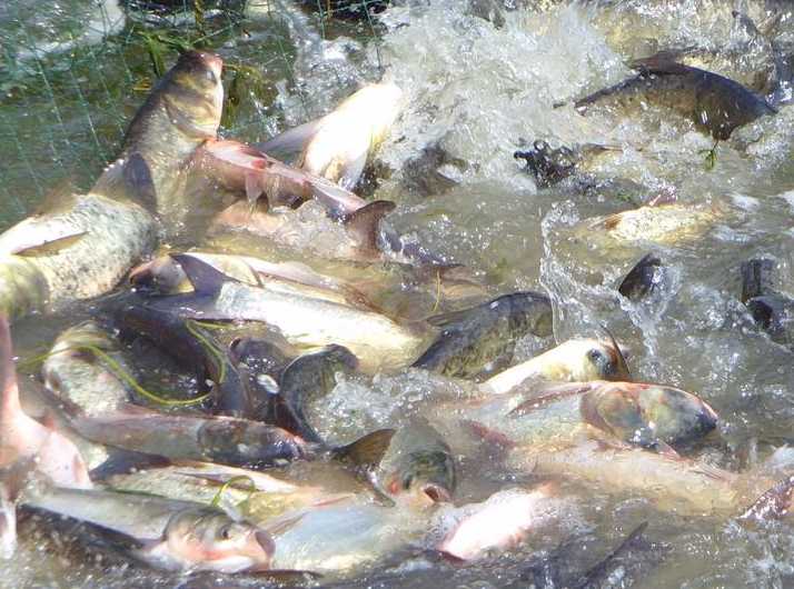 青鱼池塘无公害养殖的成鱼养殖技术