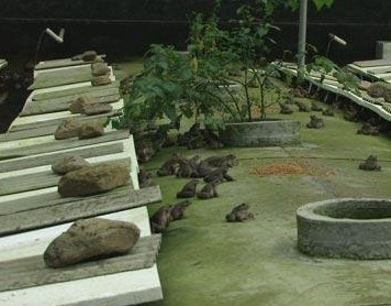 石蛙养殖池室内、室外建设要求