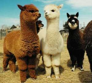 “神兽”中国市场受追捧 新西兰羊驼出口前景看好_养殖方法