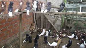 肉鸽养殖的必备条件_养殖方法