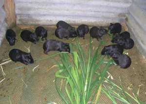 黑豚鼠饲养场地的准备_养殖方法