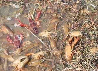 小龙虾养殖合理施肥培育水质