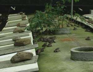 石蛙养殖池室内、室外建设要求_养殖方法