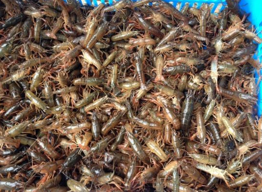 小龙虾对动物性饵料的需求