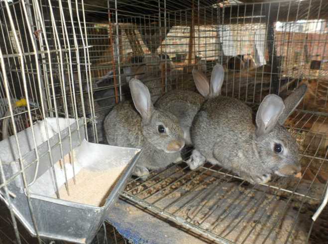 夏秋兔子养殖巧防疾病的方法