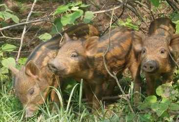 特色野猪养殖“拱”出新财富