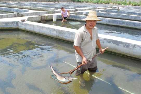 鲟鱼养殖的培育方法