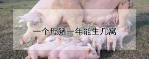 一个母猪一年能生几窝_养殖方法